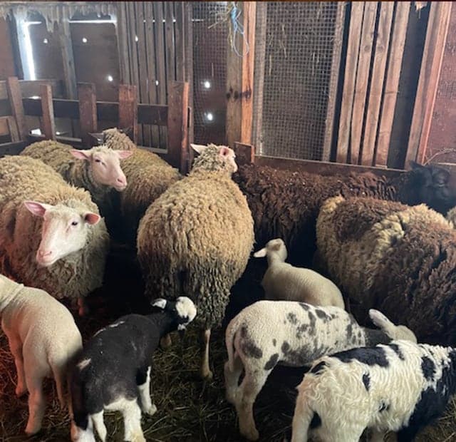 Akachi Farms in Vaughan