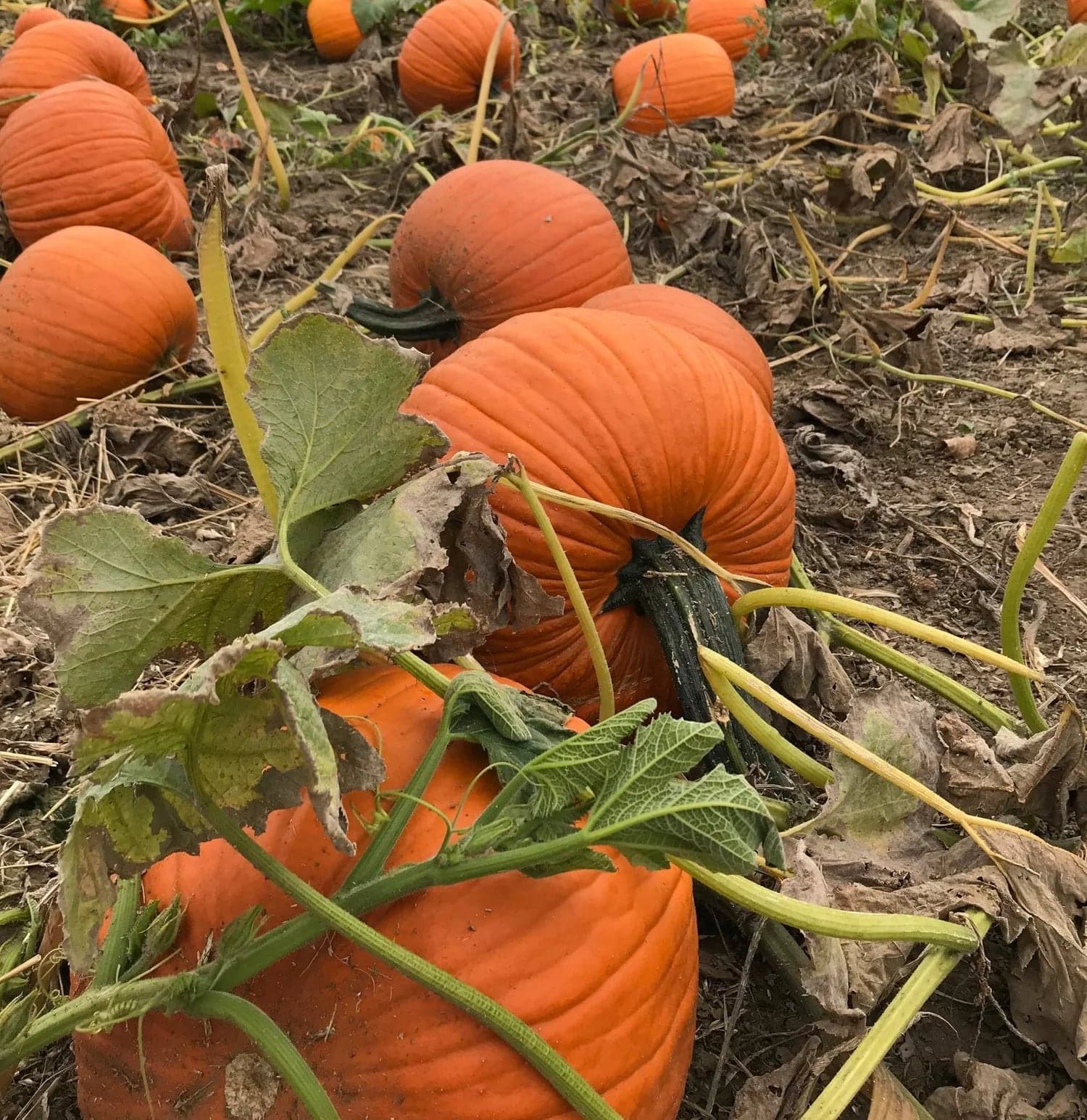 Reesor's Farm Market in Markham