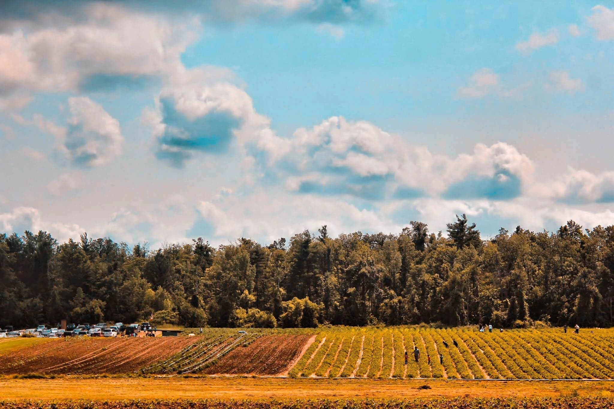 The Big'r Apple Farm in Brampton